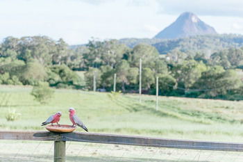Blackwattle Farm B&B And Farm Stay - Accommodation Sunshine Coast 42