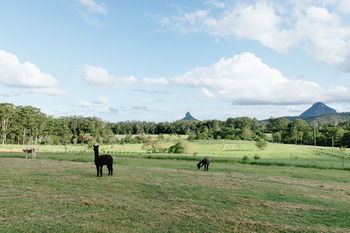Blackwattle Farm B&B And Farm Stay - Accommodation Sunshine Coast 43