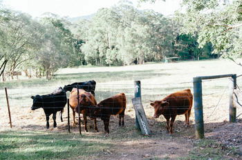 Blackwattle Farm B&B And Farm Stay - Accommodation Sunshine Coast 44