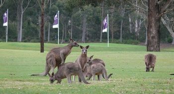 Riverside Oaks Golf Resort - Accommodation Sunshine Coast 8