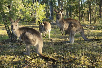 Eagleview Resort - Accommodation Sunshine Coast 42