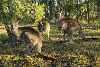 Eagleview Resort - Accommodation Sunshine Coast 56