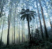 Tower Motel Marysville - Accommodation Sunshine Coast