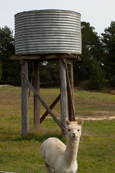 Seclusions Blue Mountains - Accommodation Sunshine Coast 6