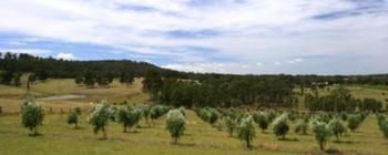 Hunter Homestead - Accommodation Sunshine Coast 7