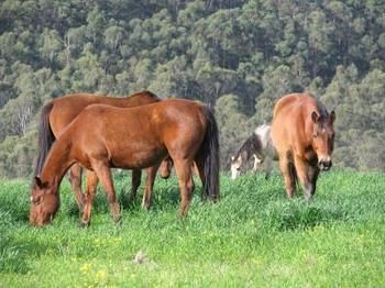 Hill Top Country Guest House - Accommodation Sunshine Coast 2