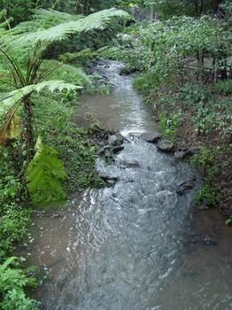 Treetops Accommodation Montville - Accommodation Sunshine Coast 4