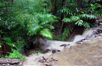 Treetops Accommodation Montville - Accommodation Sunshine Coast 11