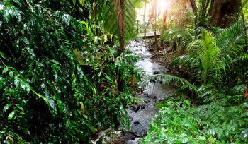 Treetops Accommodation Montville - Accommodation Sunshine Coast 48