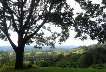 Treetops Accommodation Montville - Accommodation Sunshine Coast 49