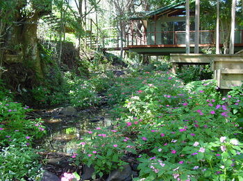 Treetops Accommodation Montville - Accommodation Sunshine Coast 76