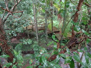 Treetops Accommodation Montville - Accommodation Sunshine Coast 80