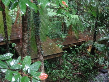 Treetops Accommodation Montville - Accommodation Sunshine Coast 81