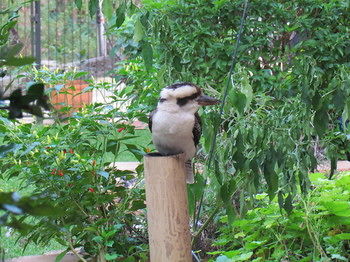 Amytis Gardens Retreat Spa And Cooking School - Accommodation Sunshine Coast 3