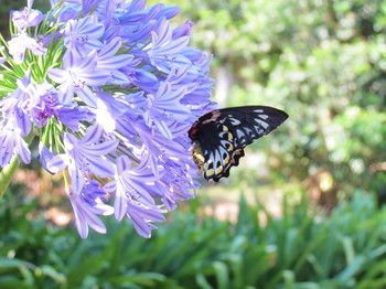 Amytis Gardens Retreat Spa And Cooking School - Accommodation Sunshine Coast 4