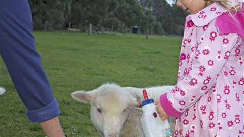 Freshwater Creek Cottages - Accommodation Sunshine Coast 6
