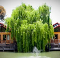 Perricoota Vines Retreat Echuca Moama - Accommodation Sunshine Coast