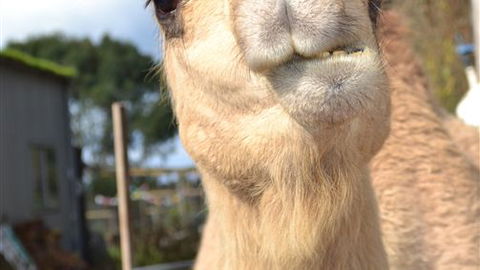 Sea Glimpse Farm Stay - Accommodation Sunshine Coast 4