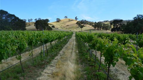 Blue House At Mountainside Wines - Accommodation Sunshine Coast 1