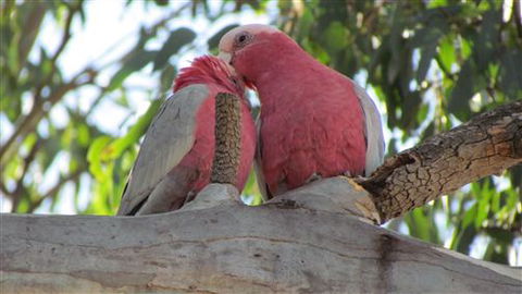 River Gardens Bed And Breakfast Farmstay - Accommodation Sunshine Coast 6