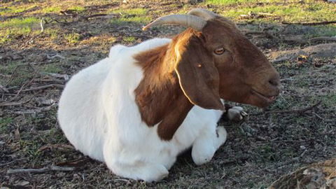 River Gardens Bed And Breakfast Farmstay - Accommodation Sunshine Coast 5