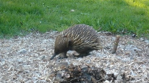 Sabrelyn Park - Accommodation Sunshine Coast 5