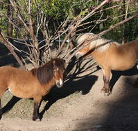 Cloud End Farmstay - Accommodation Sunshine Coast