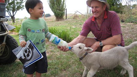 Bellevue Farmstay - Accommodation Sunshine Coast 1