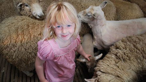 Bellevue Farmstay - Accommodation Sunshine Coast 4