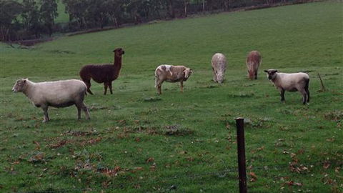 Bellevue Farmstay - Accommodation Sunshine Coast 6