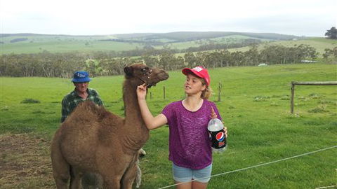 Bellevue Farmstay - Accommodation Sunshine Coast 8