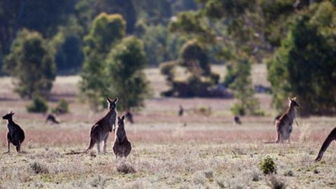 Wartook Rise Mudbrick Cabins - Accommodation Sunshine Coast 1