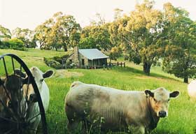 Adelaide Hills Country Cottages - Gum Tree Cottage - Accommodation Sunshine Coast 1