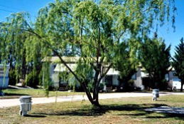 Blue Topaz Caravan Park & Camping Ground - Accommodation Sunshine Coast 0