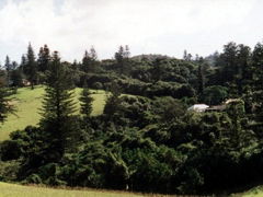 Poinciana Cottages - Accommodation Sunshine Coast 4