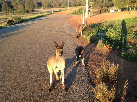 Bindoons Windmill Farm - Accommodation Sunshine Coast 7