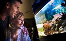 BIG4 Northstar Holiday Resort And Caravan Park - Accommodation Sunshine Coast 4