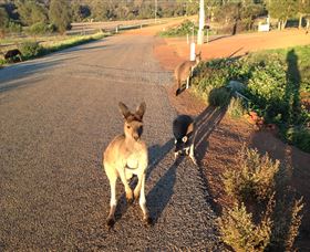 Bindoons Windmill Farm - Accommodation Sunshine Coast 0