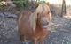 Bindoons Windmill Farm - thumb 3