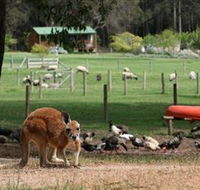 Diamond Forest Cottages and Farm Stay - Accommodation Sunshine Coast