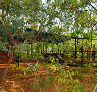 Arnhemland Barramundi Nature Lodge - Accommodation Sunshine Coast
