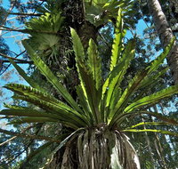 Rummery Park campground - Accommodation Sunshine Coast