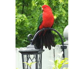 Shelton-lea Bed & Breakfast - Accommodation Sunshine Coast 5