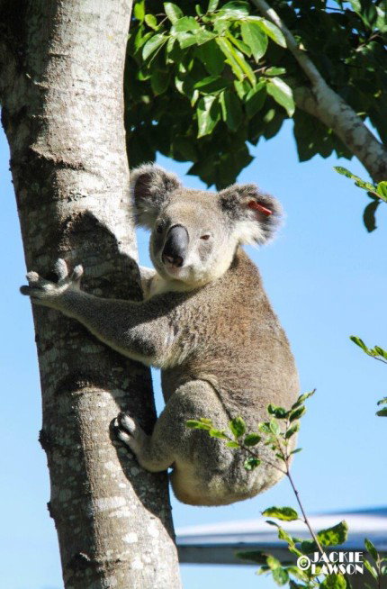 Esk Caravan Park And Rail Trail Motel - Accommodation Sunshine Coast 5