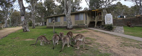 Kosciuszko Tourist Park - Accommodation Sunshine Coast 5