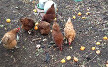 Eaglewood B And B And Farmstay - Accommodation Sunshine Coast 2