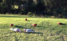 Eaglewood B And B And Farmstay - Accommodation Sunshine Coast 3
