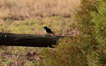 Lake Paika Station Farmstay - Accommodation Sunshine Coast 1