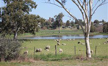 Yamba Farmstay - Accommodation Sunshine Coast 5