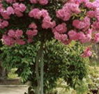 Eden Bed and Breakfast - Accommodation Sunshine Coast